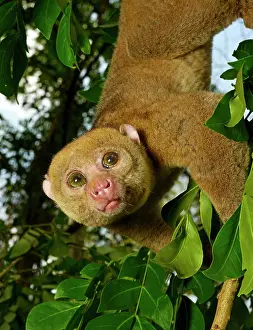 Climb: Bosman's potto (Perodicticus potto), climbing in