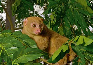 Climb: Bosman's potto (Perodicticus potto), climbing in