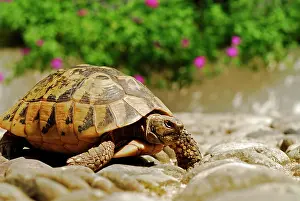 Yugoslavia: BOSNIA AND HERZEGOVINA, Mostar. Small pet