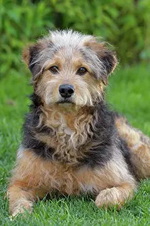 Coarse: Bosnian Coarse-haired Hound or Barak dog (canis