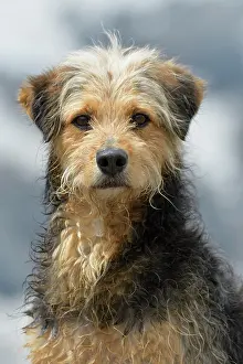 Coarse: Bosnian Coarse-haired Hound or Barak dog (canis