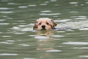 Coarse: Bosnian Coarse-haired Hound or Barak dog (canis