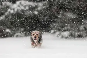Coarse: Bosnian Coarse-haired Hound or Barak mix, in the