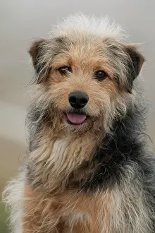 Coarse: Bosnian Coarse-haired Hound, Bosanski O?trodlaki