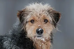 Coarse: Bosnian Coarse-haired Hound, mongrel, portrait with