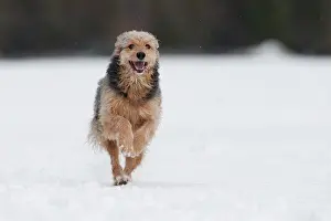 Coarse: Bosnian Coarse-haired Hound, mongrel, running in