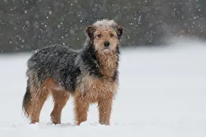 Coarse: Bosnian Coarse-haired Hound, mongrel, standing in