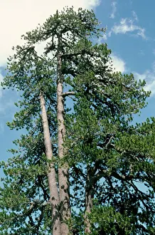 Bosnian: Bosnian Pine
