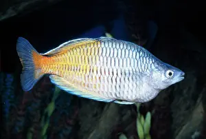Bossmen's Rainbowfish