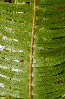 051218: Boston fern (Nephrolepis exaltata) in a New York