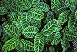 051218: Boston fern (Nephrolepis exaltata var. Bostoniensis)