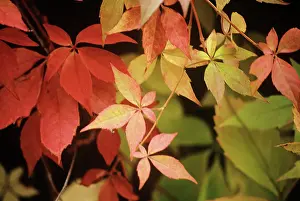 Parthenocissus: Boston Ivy