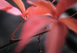 Parthenocissus: Boston Ivy