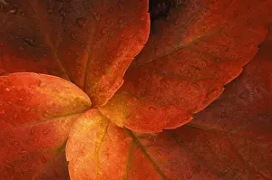 Parthenocissus: Boston ivy