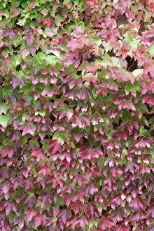 Creeper: Boston ivy Fenway Park, Parthenocissus, Parthenocissus