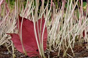 Climbers: Boston IVY / Japanese Creeper - petioles / leaf