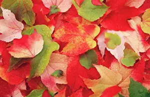 Leafs: Boston Ivy LEAVES - in autumn