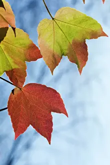 Leafs: Boston Ivy - leaves in autumn colour in garden