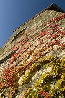 Facade: Boston ivy (Parthenocissus tricuspidata)