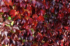 Creeper: Boston Ivy (Parthenocissus tricuspidata)