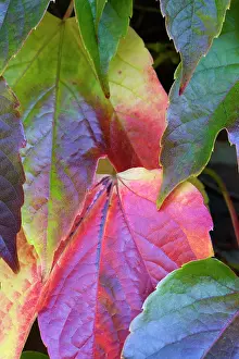 Creeper: Boston ivy, Parthenocissus tricuspidata, Close-up