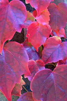 Creeper: Boston ivy, Parthenocissus tricuspidata, Close-up