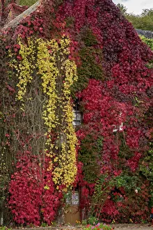 Creeper: Boston Ivy - Parthenocissus tricuspidata Veitchii