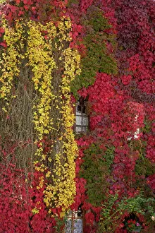 Creeper: Boston Ivy - Parthenocissus tricuspidata Veitchii