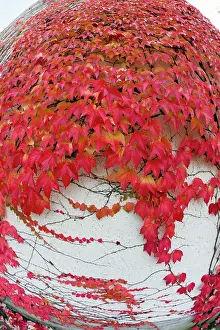Parthenocissus: Boston Ivy - on wall in autumn colour Germany (Parthenociss