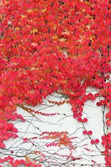 Parthenocissus: Boston Ivy - on wall in autumn colour Germany (Parthenociss