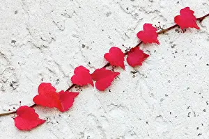 Parthenocissus: Boston Ivy - on wall in autumn colour Germany (Parthenociss