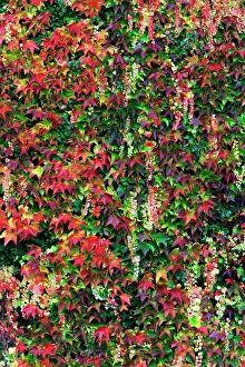 Parthenocissus: Boston Ivy - on wall in autumn colour Germany (Parthenociss