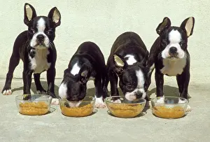 Tape: Boston Terrier Dog - 4 Puppies eating from dog