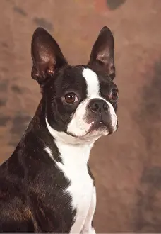 Utility: BOSTON TERRIER DOG - close up head