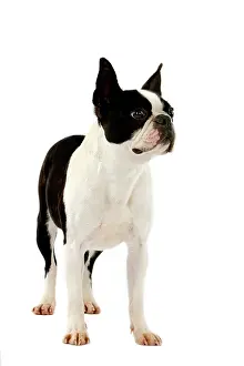 Bitch: Boston Terrier Dog, Female against White Backgr