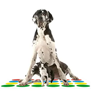 Contrasts: Boston Terrier Dog with Great Dane on Twister mat