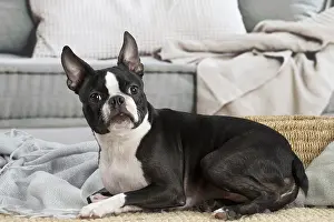 210220: Boston Terrier dog indoors