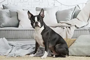 210220: Boston Terrier dog indoors