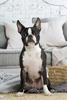 210220: Boston Terrier dog indoors