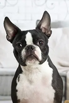 210220: Boston Terrier dog indoors