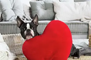210220: Boston Terrier dog indoors
