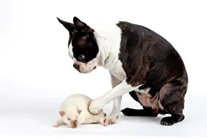 Mink: Boston Terrier Dog & Mink Rat