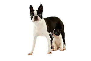 Bitch: Boston Terrier Dog, Mother and Pup against Whit