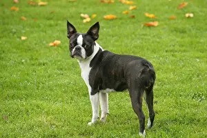 260221: Boston Terrier dog outdoors
