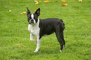 260221: Boston Terrier dog outdoors