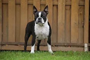 260221: Boston Terrier dog outdoors