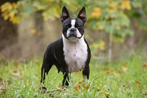 260221: Boston Terrier dog outdoors