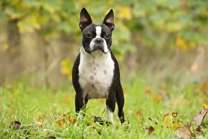 260221: Boston Terrier dog outdoors