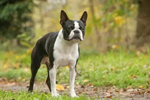 260221: Boston Terrier dog outdoors