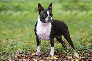 260221: Boston Terrier dog outdoors